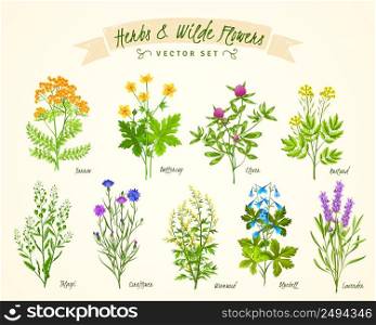 Flat white background with set of various blooming herbs and wild flowers with their names isolated vector illustration. Herbs And Wild Flowers Background Set