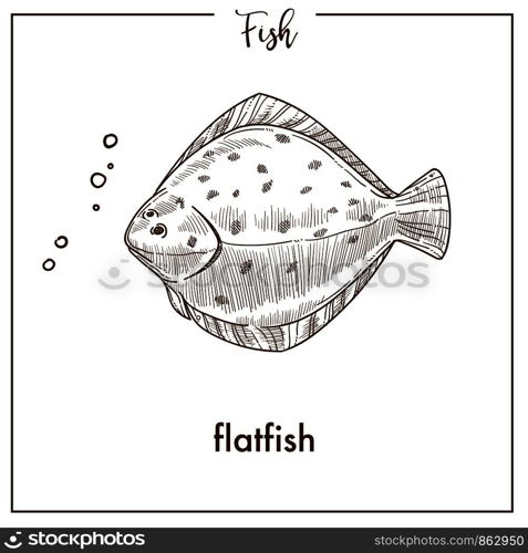 Flatfish sketch fish icon. Vector isolated flounder or plaice flatfish species fish sketch for fishing, seafood fishery products market or shop and zoology fauna design. Flatfish sketch fish vector icon of flounder or plaice