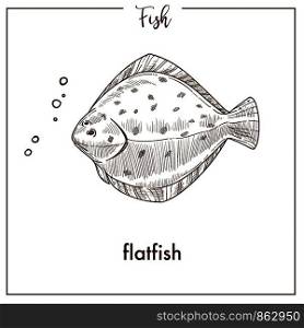 Flatfish sketch fish icon. Vector isolated flounder or plaice flatfish species fish sketch for fishing, seafood fishery products market or shop and zoology fauna design. Flatfish sketch fish vector icon of flounder or plaice