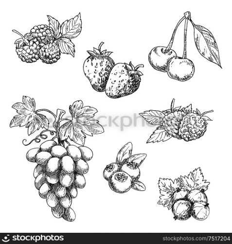 Flavorful fresh garden strawberries, grape vine with tendrils and bunch of ripe grapes, raspberries, cherries, blackberries, gooseberries and blueberries fruits sketches in engraving style. Great for kitchen interior or vegetarian dessert menu design usage. Flavorful fresh garden fruits with leaves sketches