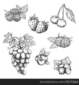 Flavorful fresh garden strawberries, grape vine with tendrils and bunch of ripe grapes, raspberries, cherries, blackberries, gooseberries and blueberries fruits sketches in engraving style. Great for kitchen interior or vegetarian dessert menu design usage. Flavorful fresh garden fruits with leaves sketches