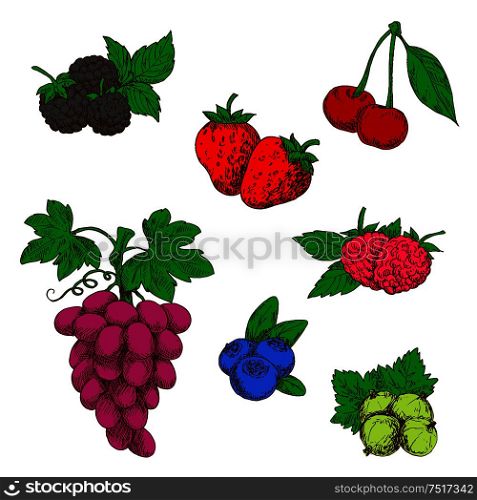 Flavorful wild forest and garden fruits sketch symbols with ripe red strawberries, raspberries and cherries, blueberries, purple grapes, blackberries and green gooseberries. Retro stylized berries for fruit dessert recipe or agriculture design usage. Wild forest and garden fruits colored sketches