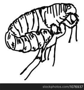 Flea drawing, illustration, vector on white background.