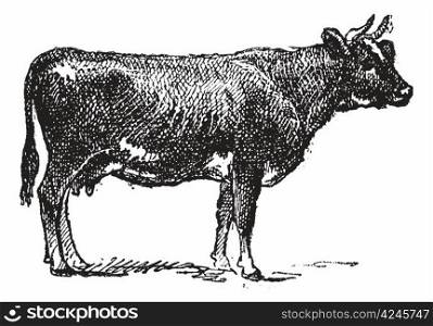 Flemish cattle breed, vintage engraved illustration. Dictionary of words and things - Larive and Fleury - 1895.