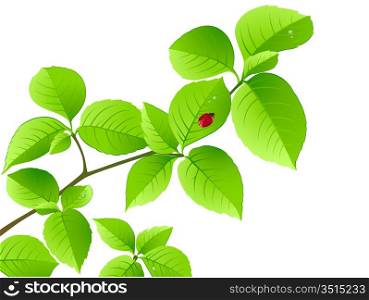 floral background with green branch and ladybird