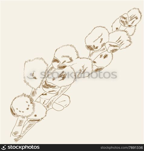 Floral background with pussy willow (catkin). Vector illustration.