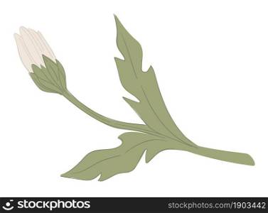Floral blossom of chamomile, isolated blooming flower with leaves and stem. Decorative composition, ecological plant of garden. Wildflower used for medicine or cosmetics purposes. Vector in flat style. Chamomile flower, natural plant floral blooming