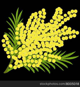 Floral bouquet of Mimosa on a black background. Vector illustration of flowers as a gift. Womens day March 8 spring. Floral bouquet of Mimosa on a black background