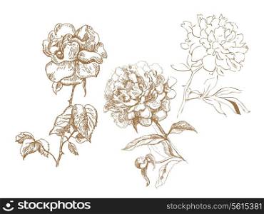 Floral collection. Hand-drawn illustrations
