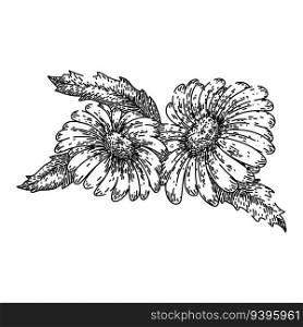 floral daisy flower hand drawn. nature plant, vector illustration, blossom beautiful floral daisy flower vector sketch. isolated black illustration. floral daisy flower sketch hand drawn vector
