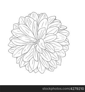 floral design element and hand-drawn , vector illustration