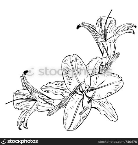 Floral illustration, lily flower in black and white design.