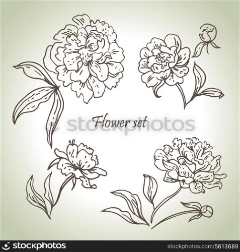 Floral set. Hand drawn illustrations of peonies
