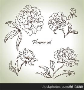 Floral set. Hand drawn illustrations of peonies
