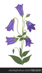 Flourishing campanula, isolated flowers of bellflower with petals, stem and leaves. Spring or summer botany, countryside or rural area decoration. Perennial blooming plant. Vector in flat style. Bellflower plant, Campanula in blossom vector