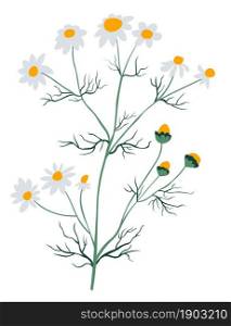 Flourishing chamomile herbal plant, isolated bouquet of wild flora. Wildflower used in medicine and cosmetics, organic production and growth. Aromatic flowers in spring. Vector in flat style. Chamomile wildflower plant, flowering blossom