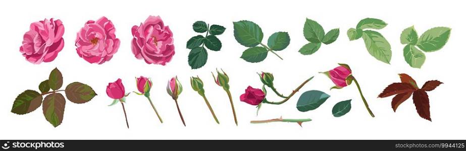 Flourishing flower elements and parts, isolated icons of buds, rose head, leaves and stem. Botanical art, blooming elegant botany. Branches and foliage. Floral decoration, vector in flat style. Rose flower element, petals and buds with leaves
