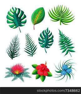 Flower and leaves tropical collection monstera royal fern, types of exotic leaf blossoms set vector illustration isolated on white background. Flower and Leaves Tropical Set Vector Illustration