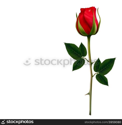 Flower background with a beautiful red rose. Vector.