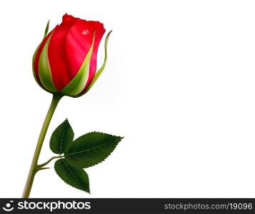 Flower background with a beautiful red rose with green leaves. Vector