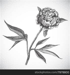 Flower. Black and white Dotwork. Flower. Black and white Dotwork. Vintage engraved illustration style