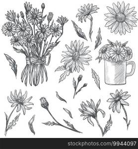 Flower bouquet in flourishing, chamomile in cup. Isolated parts of flora in blossom. Monochrome sketch outline of fresh medicinal herb for making tea. Floral decoration, vector in flat style. Chamomile in bouquet or in cup, monochrome sketch