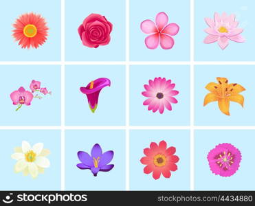 Flower color set design flat isolated. Flower floral, nature flower summer rose, spring flower, plant garden flower, petal flower, blossom flower, color flora, eco natural flower, bloom illustration