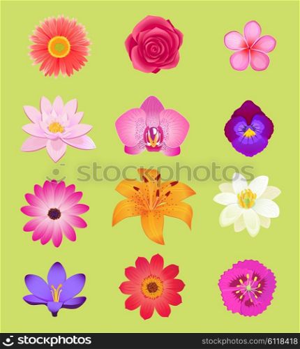 Flower color set design flat isolated. Flower floral, nature flower summer rose, spring flower, plant garden flower, petal flower, blossom flower, color flora, eco natural flower, bloom illustration