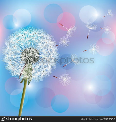 Flower dandelion on light blue pink background vector image