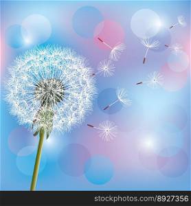 Flower dandelion on light blue pink background vector image