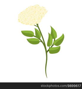 Flower elderberry icon. Cartoon of flower elderberry vector icon for web design isolated on white background. Flower elderberry icon, cartoon style