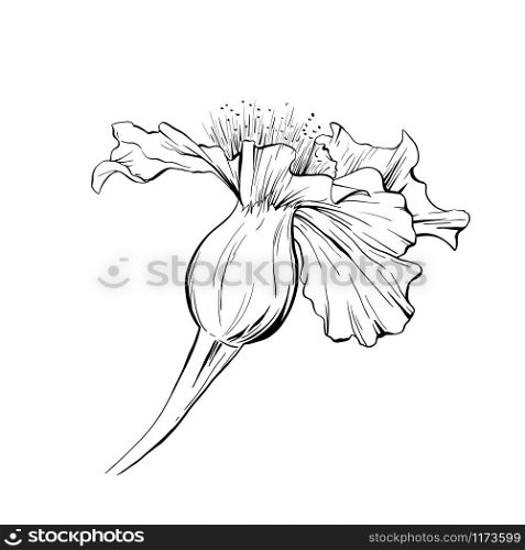 Flower hand drawn vector illustration. Floral ink pen outline sketch. Black and white clipart. Realistic blossom freehand drawing. Isolated monochrome floral design element. Flower drawing linear vector illustration