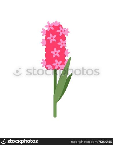 Flower hyacinth vector, isolated icon of flora decoration with leaves and stable. Spring blooming with foliage, natural present for holiday celebration. Pink Hyacinthus with Small Flowering, Isolated