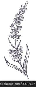 Flower in blossom, summer pr spring blooming of botany. Lavender with petals and leaves on stem, romantic gift or decoration. Gardening or florist shop, monochrome sketch. Vector in flat style. Lavender flower branch with leaves and petals