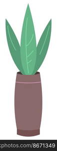 Flower in tall vase. Flat home plant vector illustration isolated on white background. Flower in tall vase. Flat home plant vector illustration