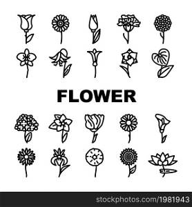 Flower Natural Aromatic Plant Icons Set Vector. Rose And Iris, Hydrangea And Carnation, Chrysanthemum And Lisianthus Aroma Blossom Flower. Gladiolus And Anthurium Flora Black Contour Illustrations. Flower Natural Aromatic Plant Icons Set Vector