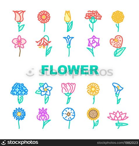 Flower Natural Aromatic Plant Icons Set Vector. Rose And Iris, Hydrangea And Carnation, Chrysanthemum And Lisianthus Aroma Blossom Flower Line. Gladiolus And Anthurium Flora Color Illustrations. Flower Natural Aromatic Plant Icons Set Vector