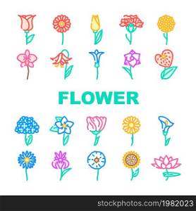 Flower Natural Aromatic Plant Icons Set Vector. Rose And Iris, Hydrangea And Carnation, Chrysanthemum And Lisianthus Aroma Blossom Flower Line. Gladiolus And Anthurium Flora Color Illustrations. Flower Natural Aromatic Plant Icons Set Vector