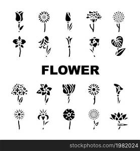 Flower Natural Aromatic Plant Icons Set Vector. Rose And Iris, Hydrangea And Carnation Chrysanthemum And Lisianthus Aroma Blossom Flower. Gladiolus Anthurium Flora Glyph Pictograms Black Illustrations. Flower Natural Aromatic Plant Icons Set Vector