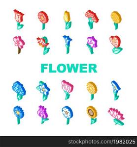 Flower Natural Aromatic Plant Icons Set Vector. Rose And Iris, Hydrangea And Carnation, Chrysanthemum And Lisianthus Aroma Blossom Flower. Gladiolus Anthurium Flora Isometric Sign Color Illustrations. Flower Natural Aromatic Plant Icons Set Vector