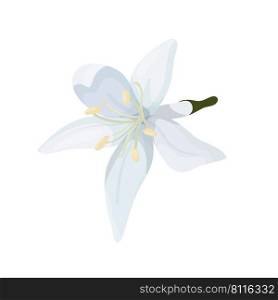 flower of a coffee tree in a cartoon style isolate on a white background top view. Delicate white petals of a coffee flower.