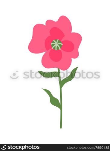 Flower of pink color vector, isolated icon, botanical decoration for special day. Present for girl or woman, decoration, floral with leaves and blooming. Pink Flower on Thin Stable, Flora Decoration Icon