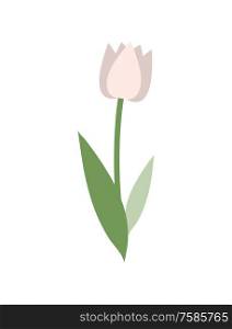 Flower of white color vector, isolated icon of tulip. Flora green stable and leaves, blooming and blossom, spring flourishing. Elegant bright plant. White Tulip with Green Foliage, Isolated Icon