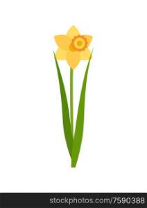 Flower of yellow color vector, isolated icon of daffodil. Floral decoration, greeting for holidays, blossom with foliage, green leaves and frondage. Daffodil Flower with Green Stable and Foliage