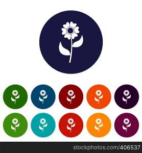 Flower set icons in different colors isolated on white background. Flower set icons
