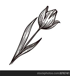 Flower tulip leaf monochrome sketch outline. Bulbous spring-flowering plant of lily family with boldly colored cup-shaped blooming. Petals decorative drawn botanic element vector illustration. Flower tulip leaf monochrome sketch outline vector illustration