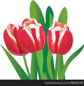 Flower tulips