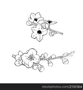 Flowering branches of cherry. Vector sketch illustration.