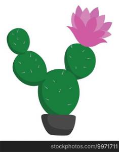 Flowering cactus, illustration, vector on white background