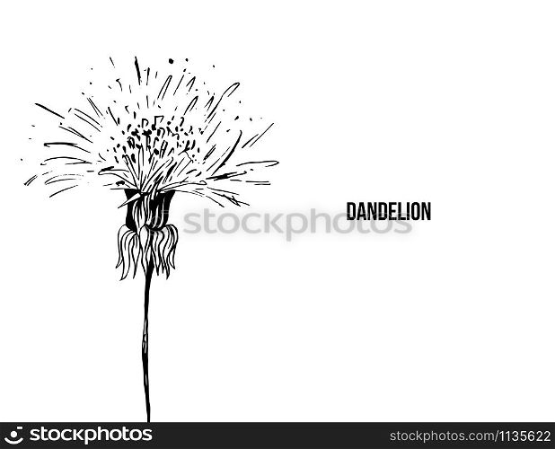 Flowering dandelion freehand vector illustration. Spring honey plant, wildflower outline. Fragile summer flower, Taraxacum leaves and petals monochrome engraving. Postcard, poster design element. Dandelion in blossom black ink sketch.